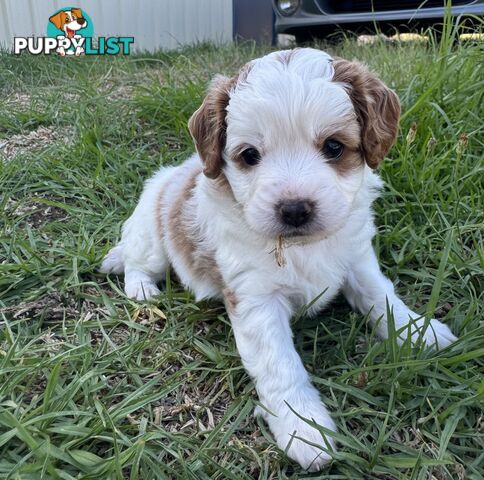 Miniatures Cavoodle Boy & Girl