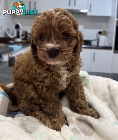 Miniatures Cavoodle Boy- pick up 7th Feb