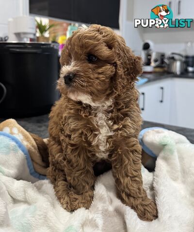 Miniatures Cavoodle Boy- pick up 7th Feb