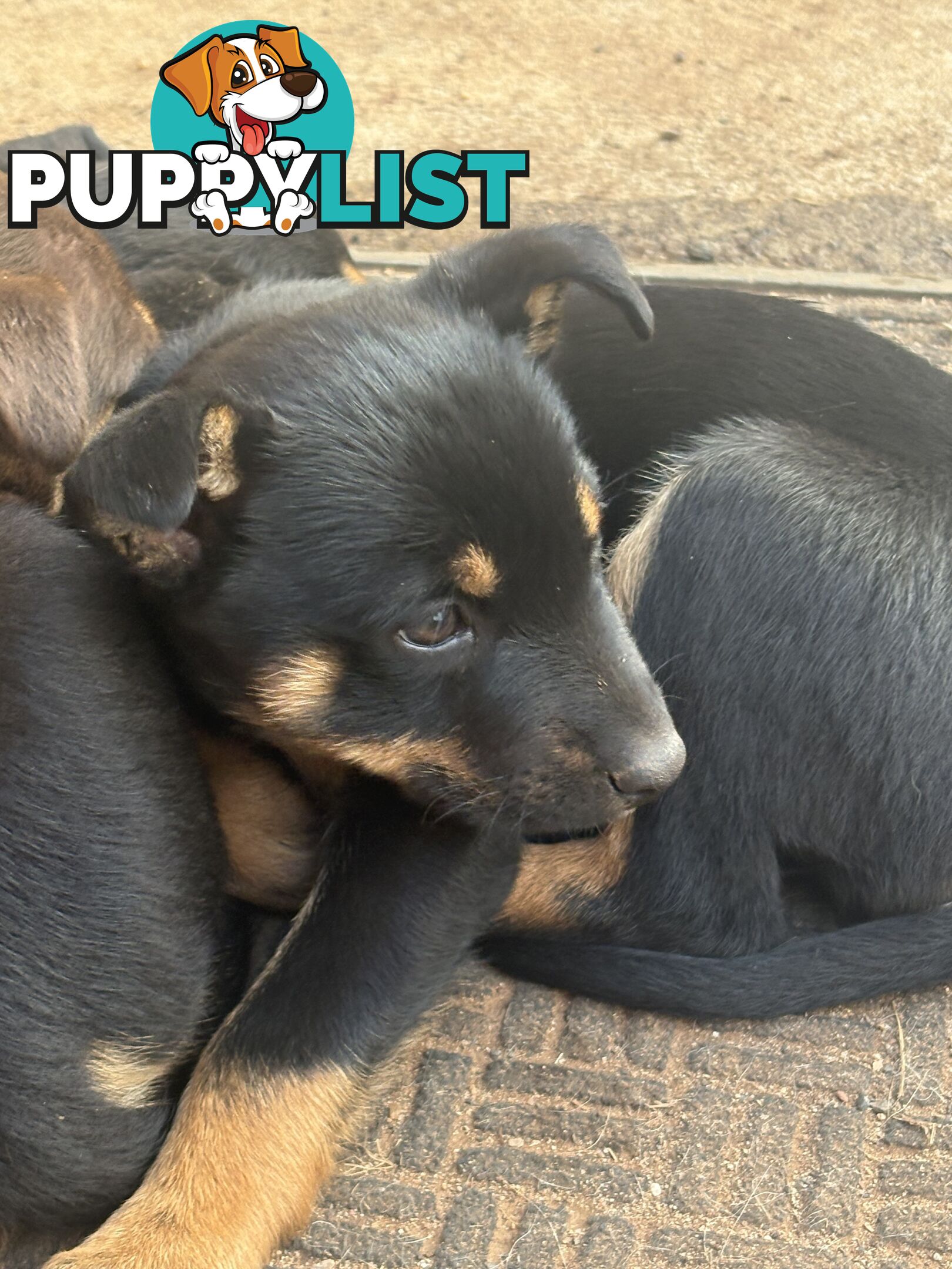 Kelpie pups