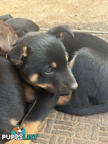 Kelpie pups
