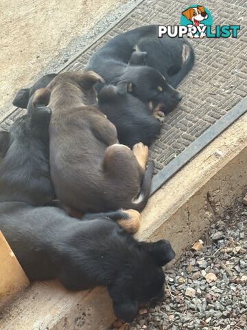 Kelpie pups
