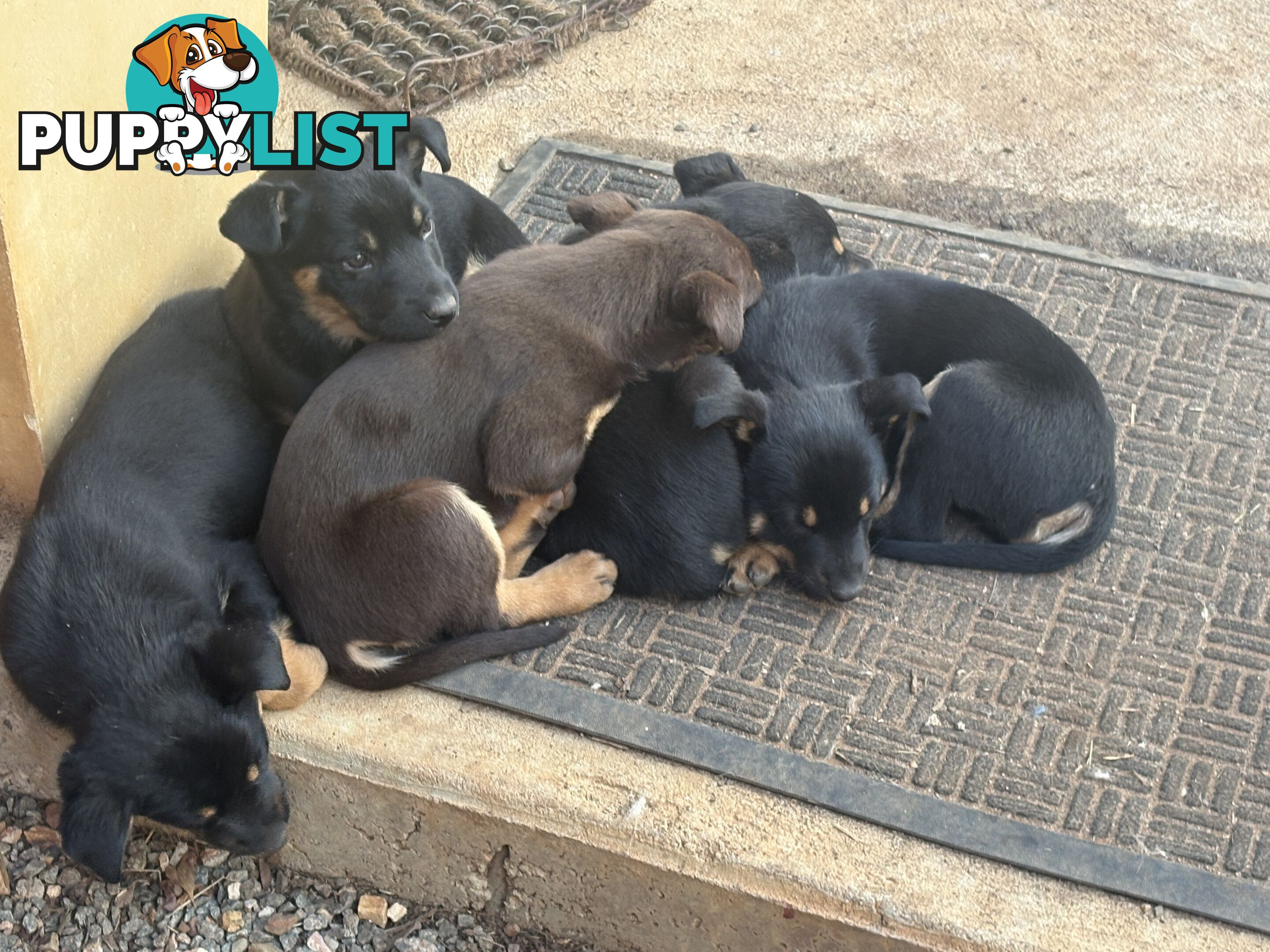 Kelpie pups