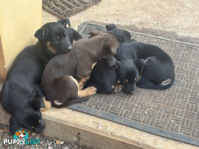 Kelpie pups