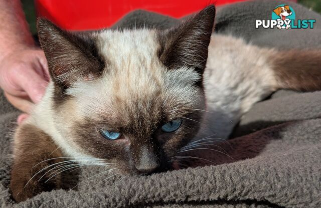 💙 Floppy, Fluffy Ragdoll X Kitten – 15 Weeks of Pure Love! 💙