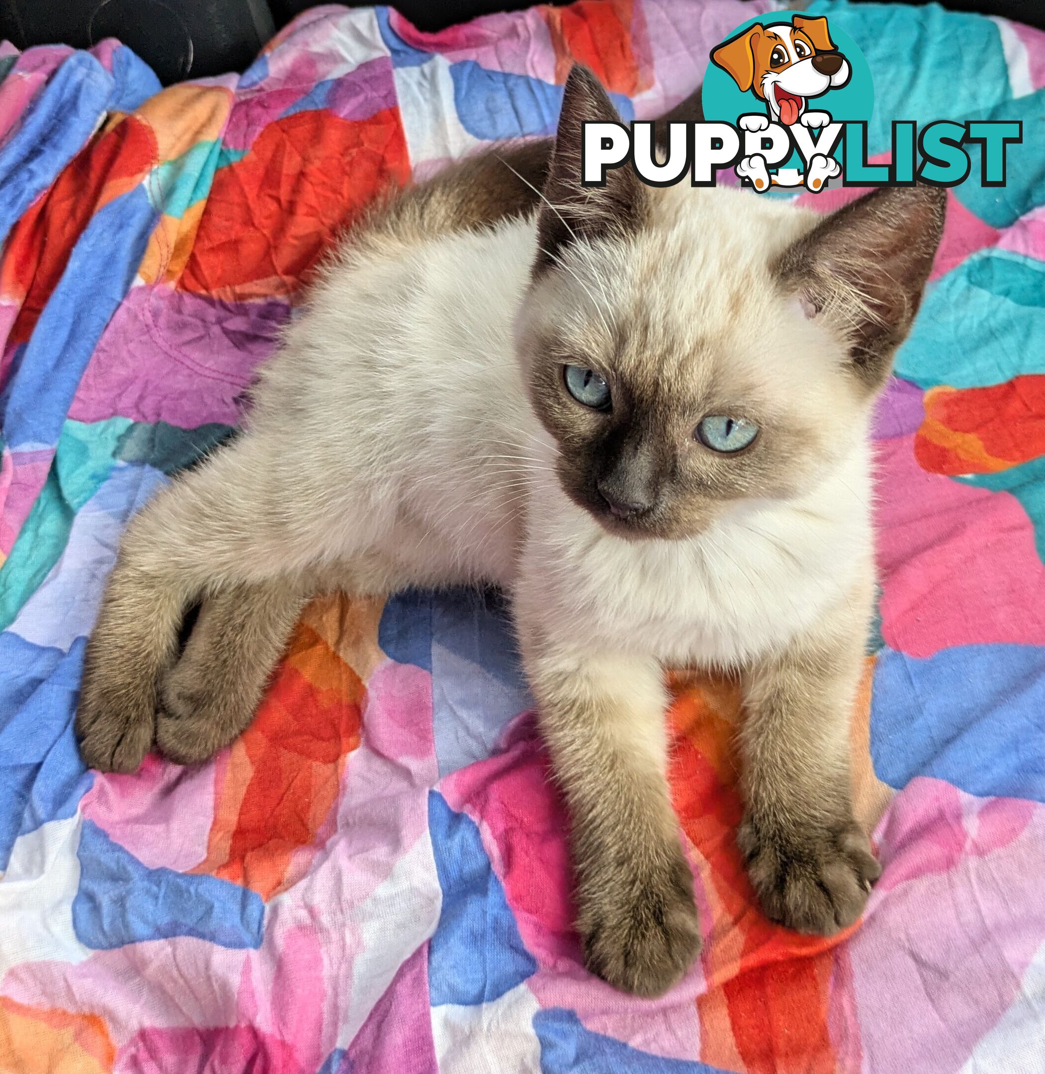 💙 Floppy, Fluffy Ragdoll X Kitten – 15 Weeks of Pure Love! 💙