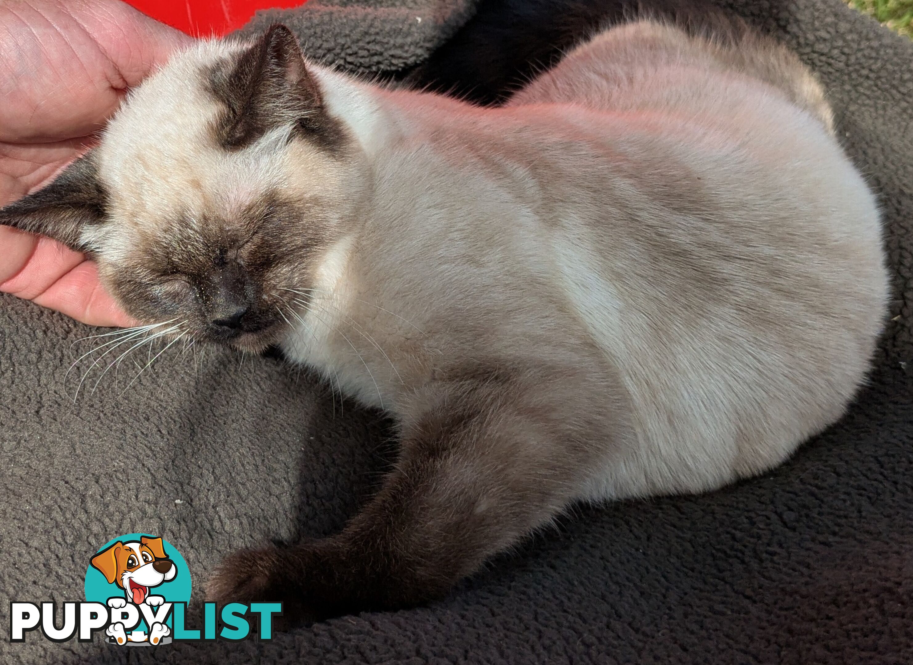 💙 Floppy, Fluffy Ragdoll X Kitten – 15 Weeks of Pure Love! 💙