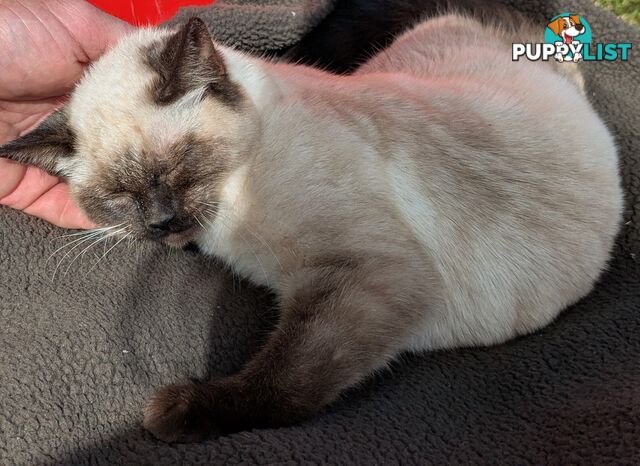 💙 Floppy, Fluffy Ragdoll X Kitten – 15 Weeks of Pure Love! 💙