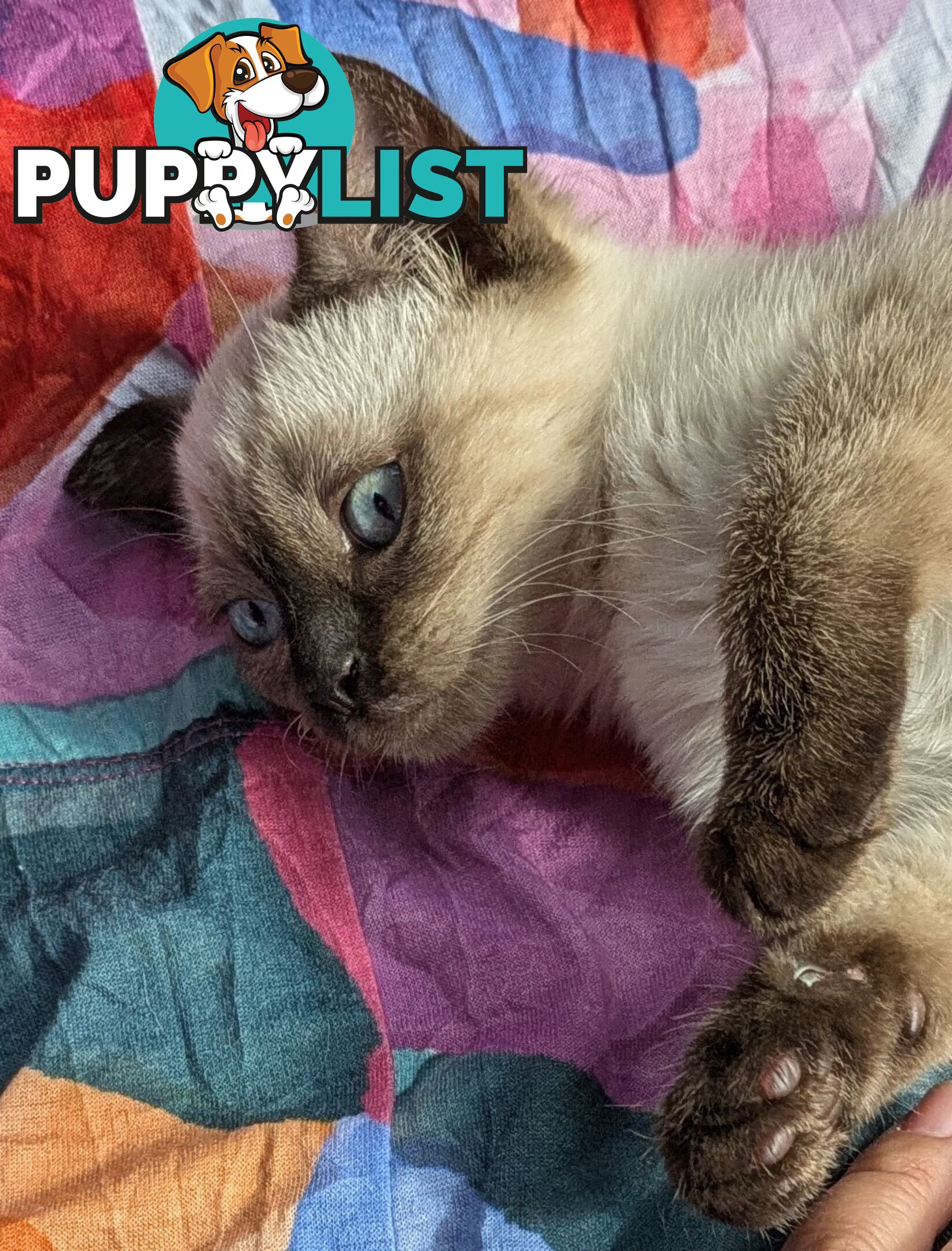 💙 Floppy, Fluffy Ragdoll X Kitten – 15 Weeks of Pure Love! 💙