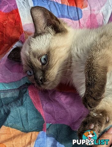 💙 Floppy, Fluffy Ragdoll X Kitten – 15 Weeks of Pure Love! 💙