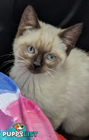 💙 Floppy, Fluffy Ragdoll X Kitten – 15 Weeks of Pure Love! 💙