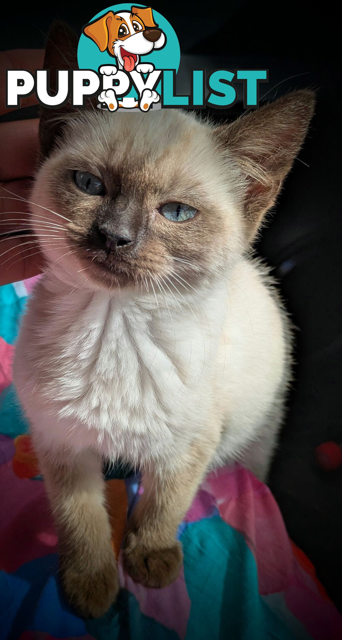 💙 Floppy, Fluffy Ragdoll X Kitten – 15 Weeks of Pure Love! 💙