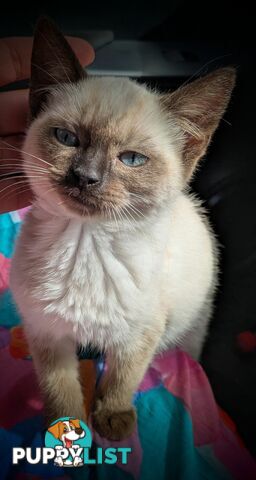 💙 Floppy, Fluffy Ragdoll X Kitten – 15 Weeks of Pure Love! 💙