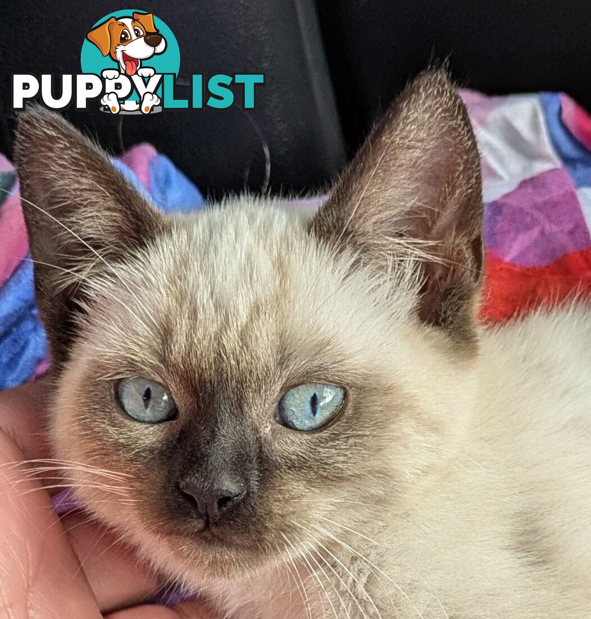 💙 Floppy, Fluffy Ragdoll X Kitten – 15 Weeks of Pure Love! 💙