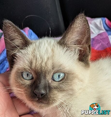💙 Floppy, Fluffy Ragdoll X Kitten – 15 Weeks of Pure Love! 💙