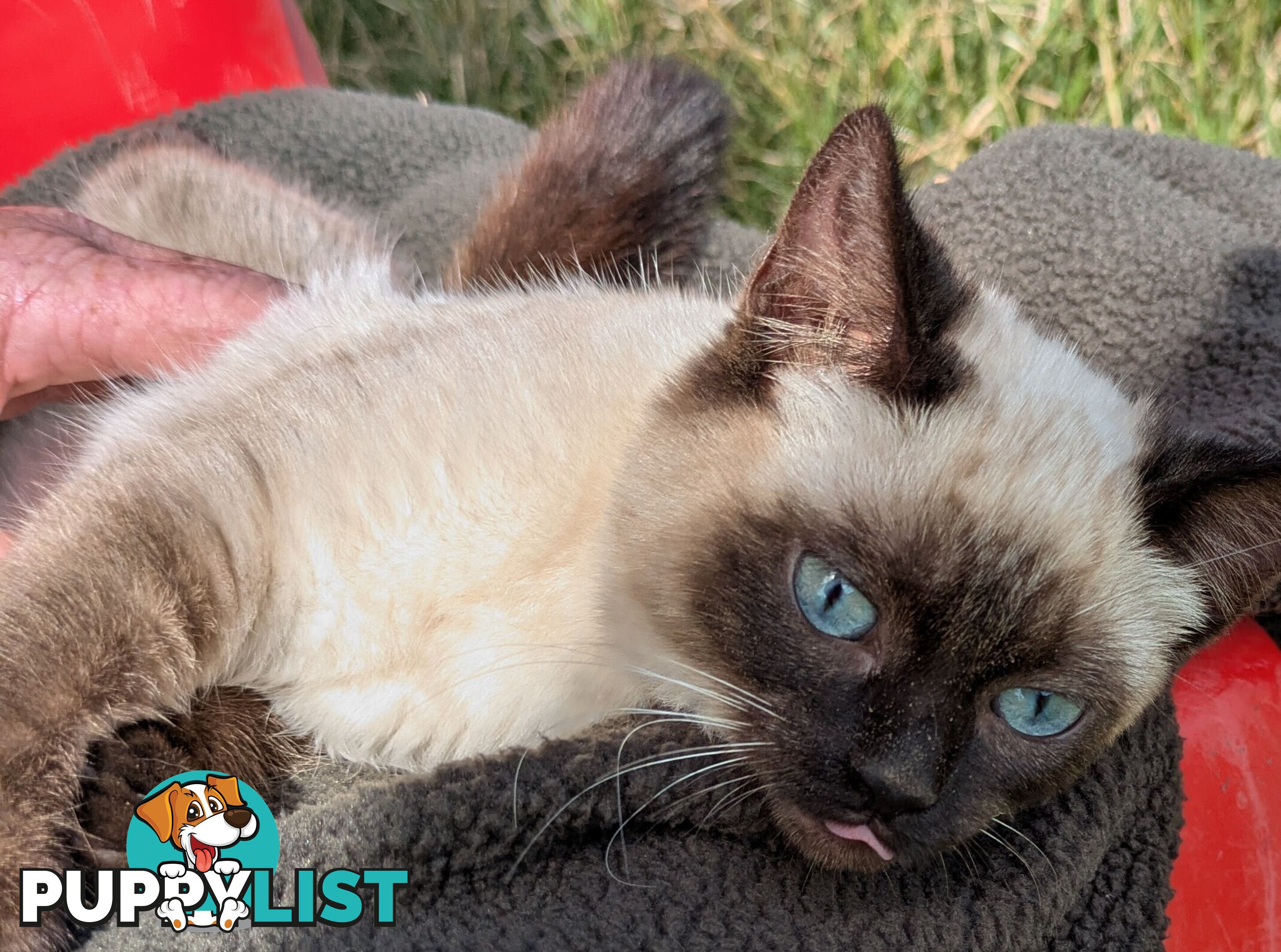 💙 Floppy, Fluffy Ragdoll X Kitten – 15 Weeks of Pure Love! 💙
