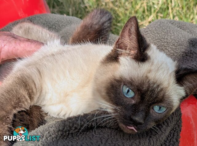 💙 Floppy, Fluffy Ragdoll X Kitten – 15 Weeks of Pure Love! 💙