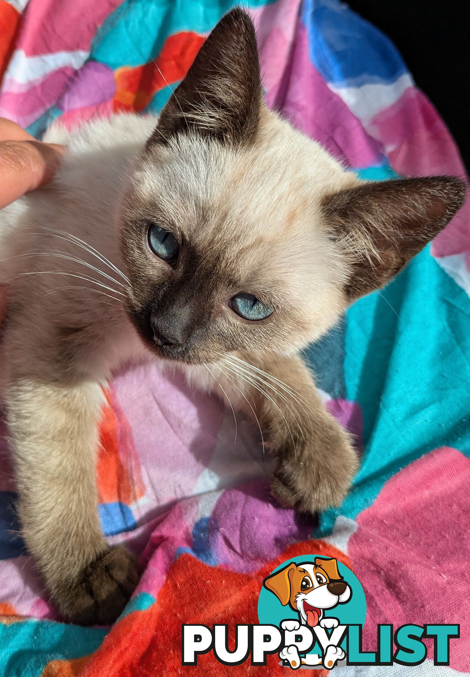💙 Floppy, Fluffy Ragdoll X Kitten – 15 Weeks of Pure Love! 💙