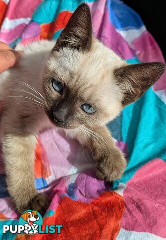 💙 Floppy, Fluffy Ragdoll X Kitten – 15 Weeks of Pure Love! 💙