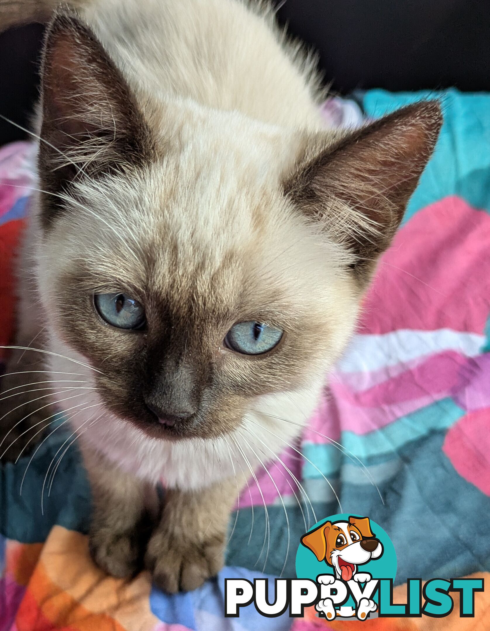 💙 Floppy, Fluffy Ragdoll X Kitten – 15 Weeks of Pure Love! 💙