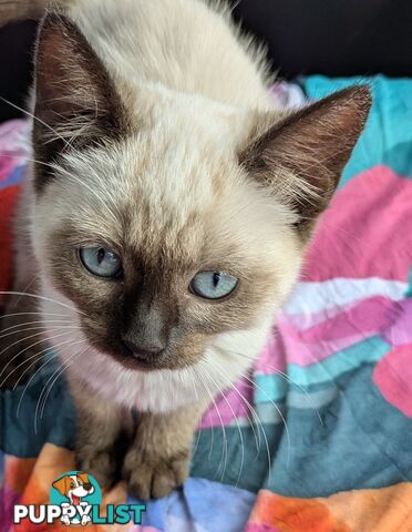 💙 Floppy, Fluffy Ragdoll X Kitten – 15 Weeks of Pure Love! 💙