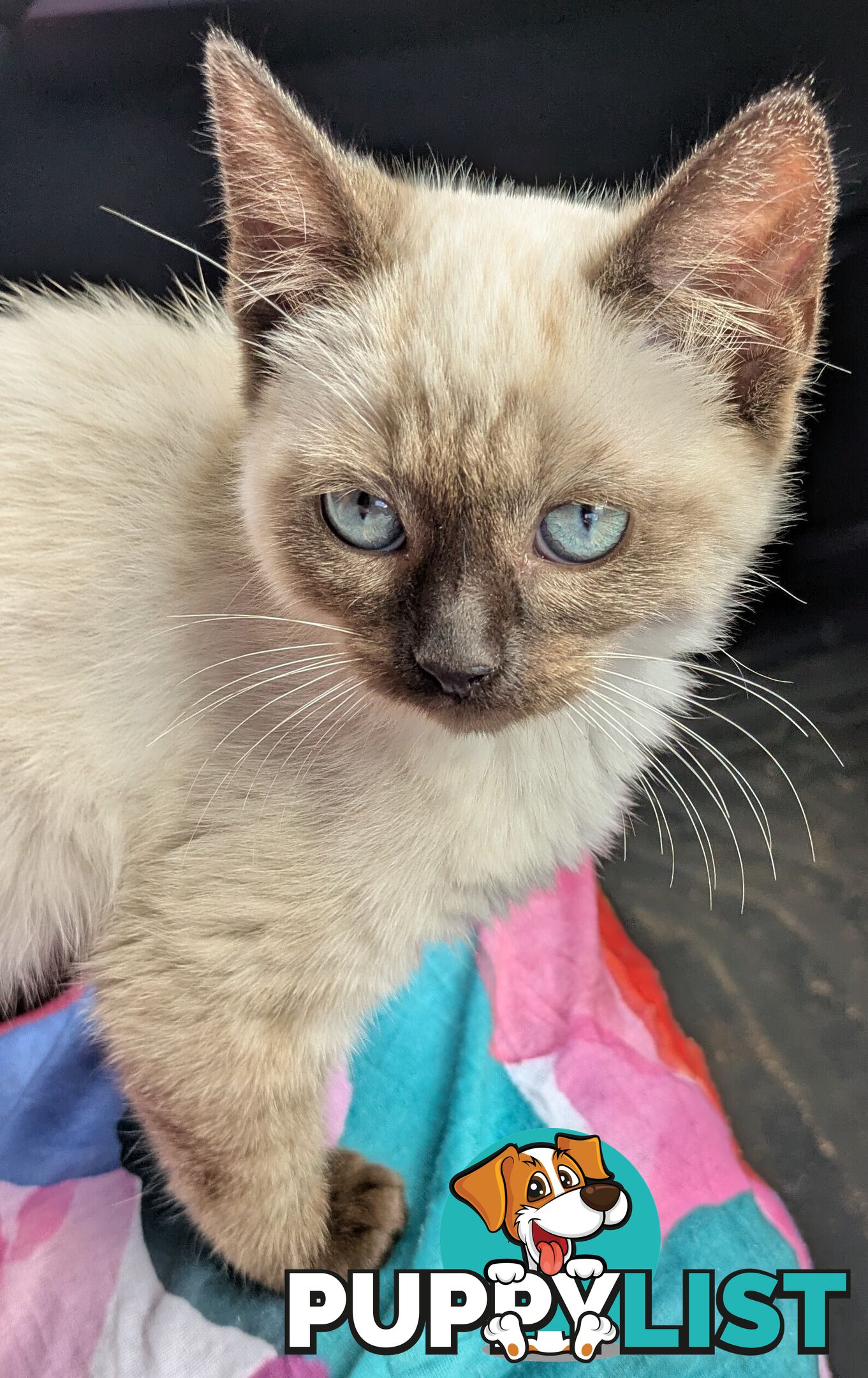 💙 Floppy, Fluffy Ragdoll X Kitten – 15 Weeks of Pure Love! 💙