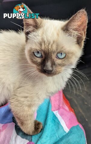 💙 Floppy, Fluffy Ragdoll X Kitten – 15 Weeks of Pure Love! 💙