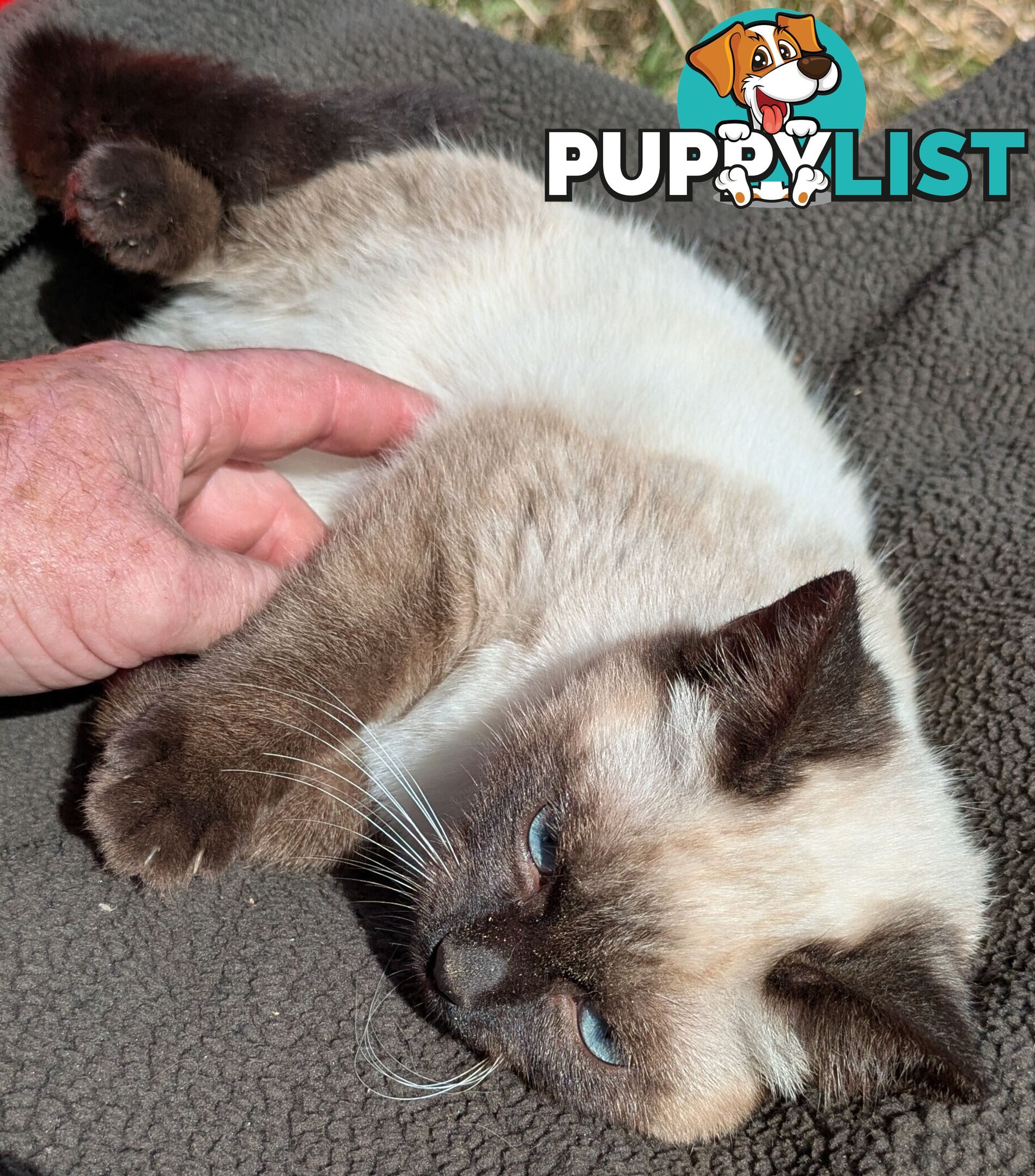 💙 Floppy, Fluffy Ragdoll X Kitten – 15 Weeks of Pure Love! 💙