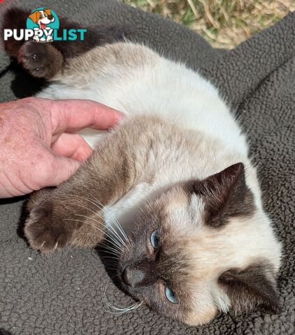 💙 Floppy, Fluffy Ragdoll X Kitten – 15 Weeks of Pure Love! 💙
