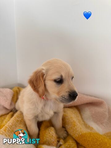 Purebred golden retriever puppies