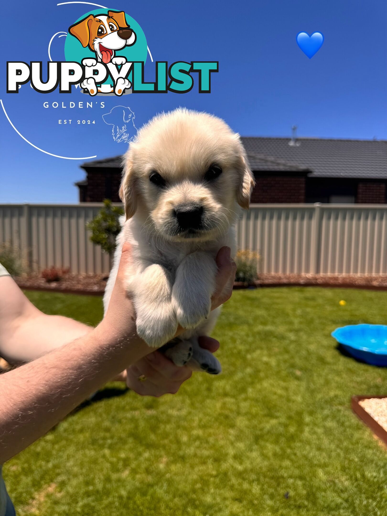 Purebred golden retriever puppies