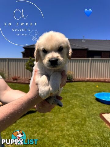 Purebred golden retriever puppies