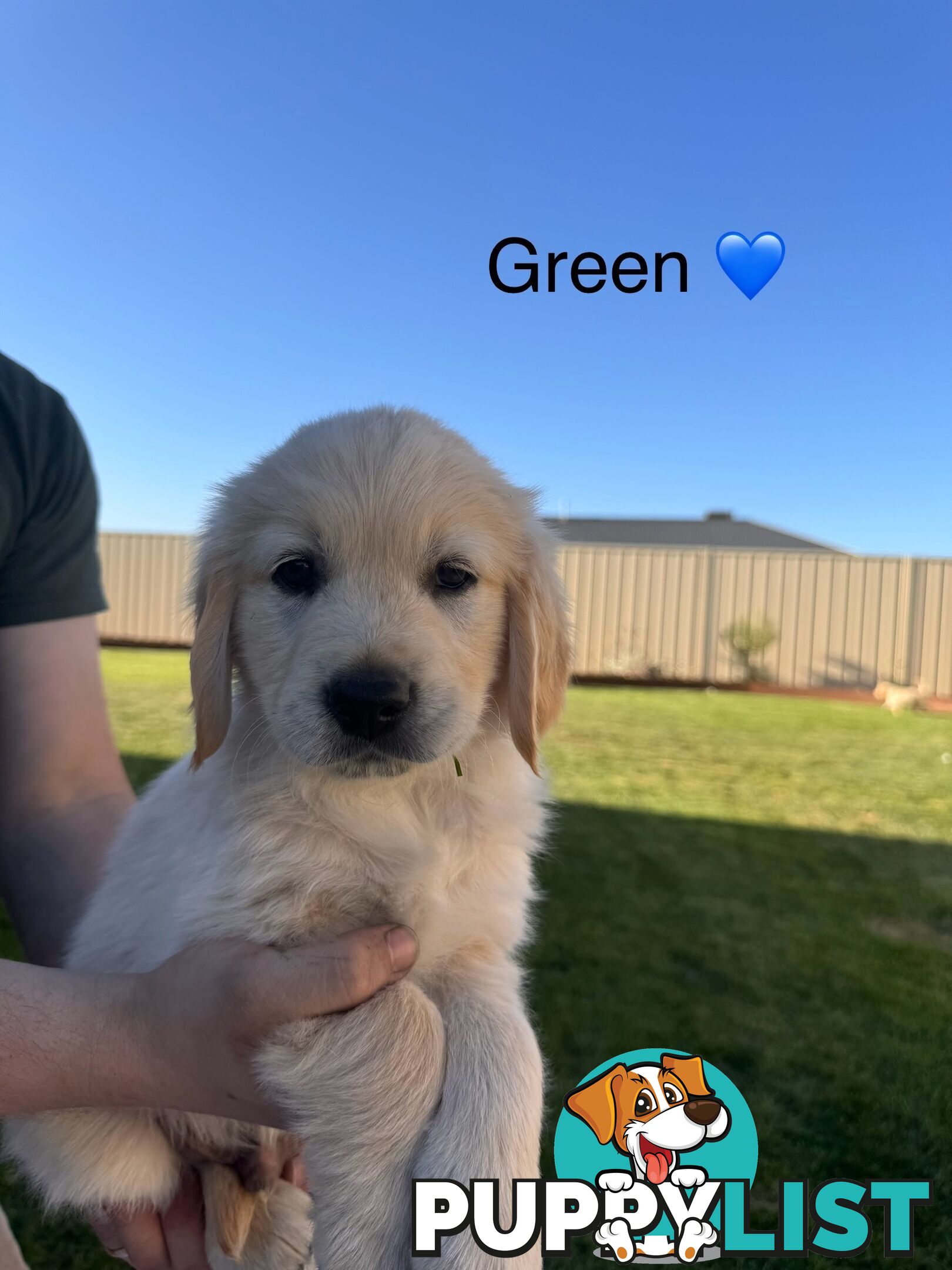 Purebred golden retriever puppies