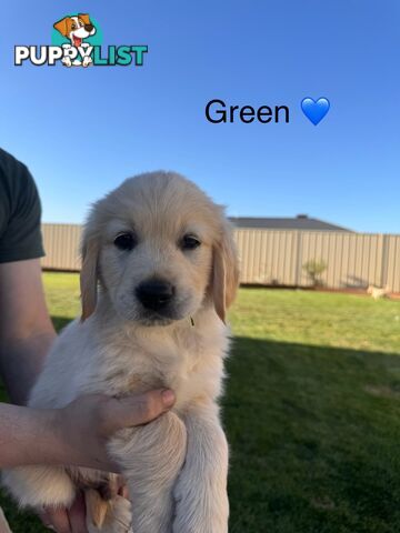 Purebred golden retriever puppies