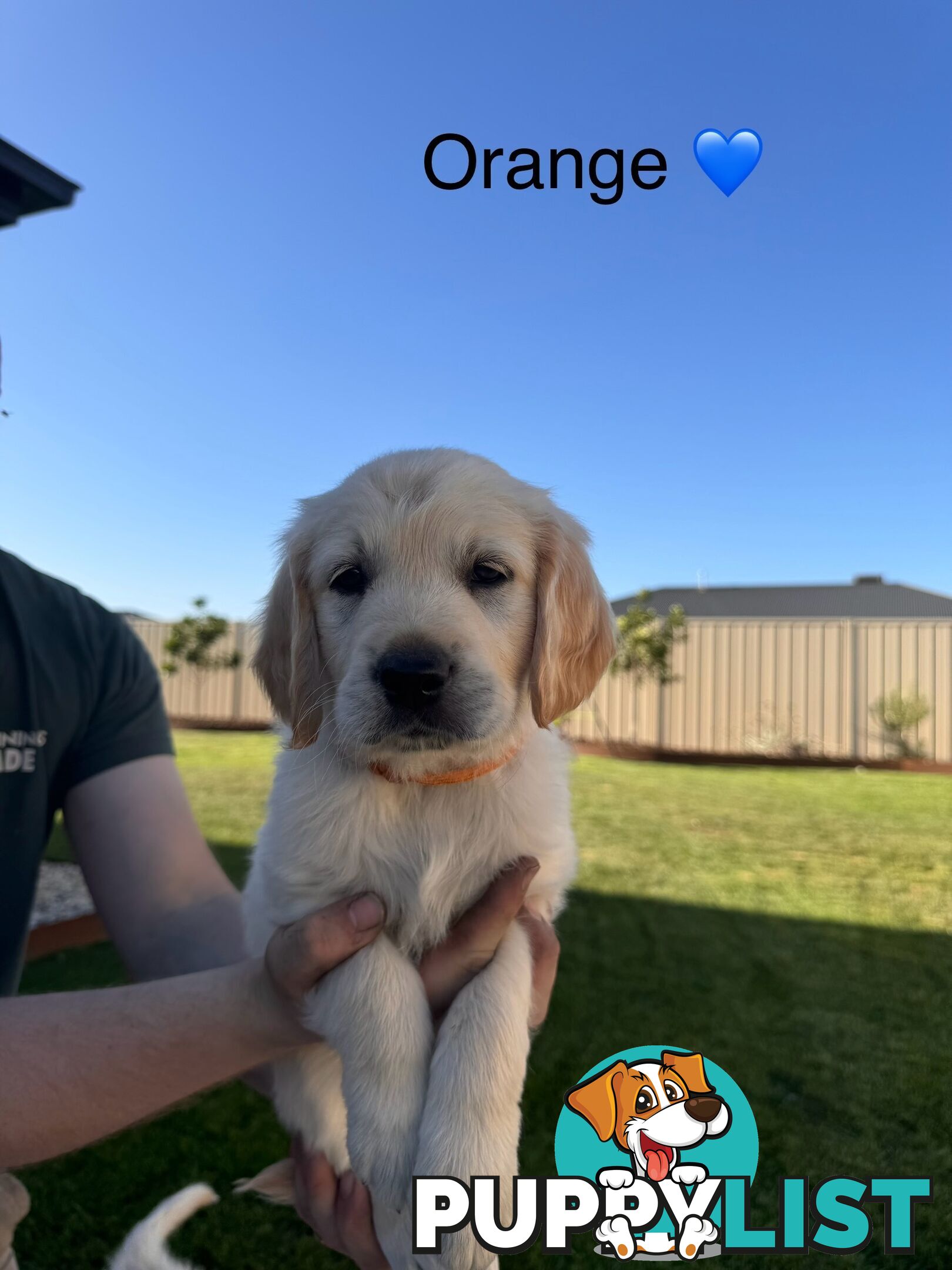 Purebred golden retriever puppies