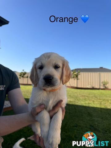 Purebred golden retriever puppies