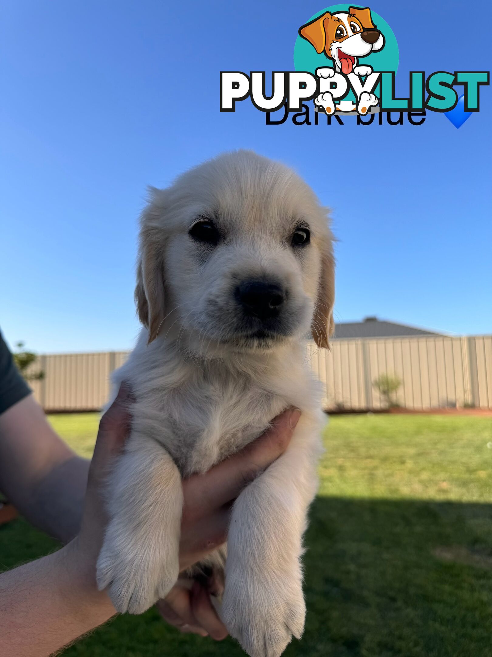 Purebred golden retriever puppies