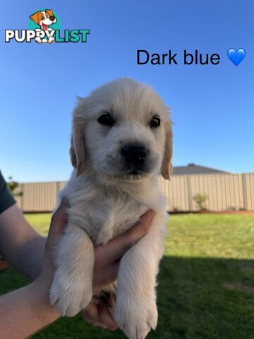 Purebred golden retriever puppies