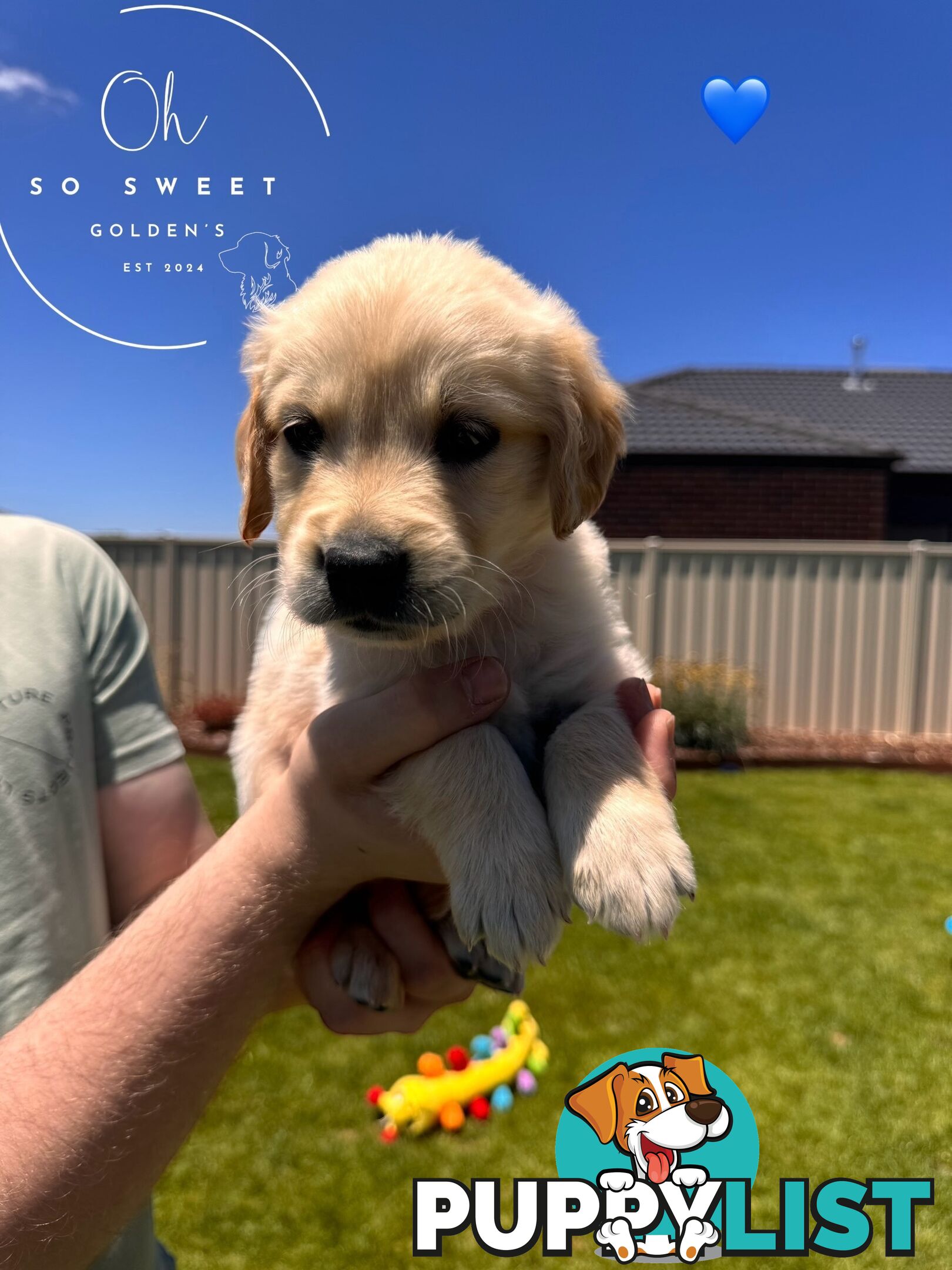 Purebred golden retriever puppies