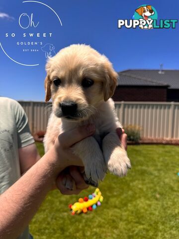 Purebred golden retriever puppies