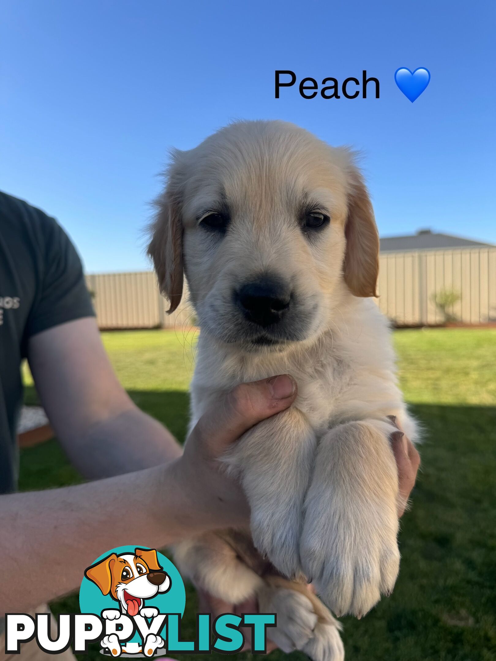 Purebred golden retriever puppies