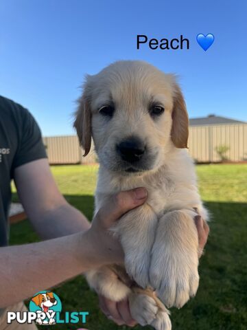 Purebred golden retriever puppies