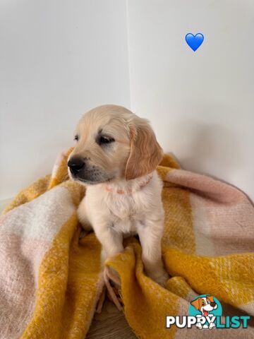 Purebred golden retriever puppies