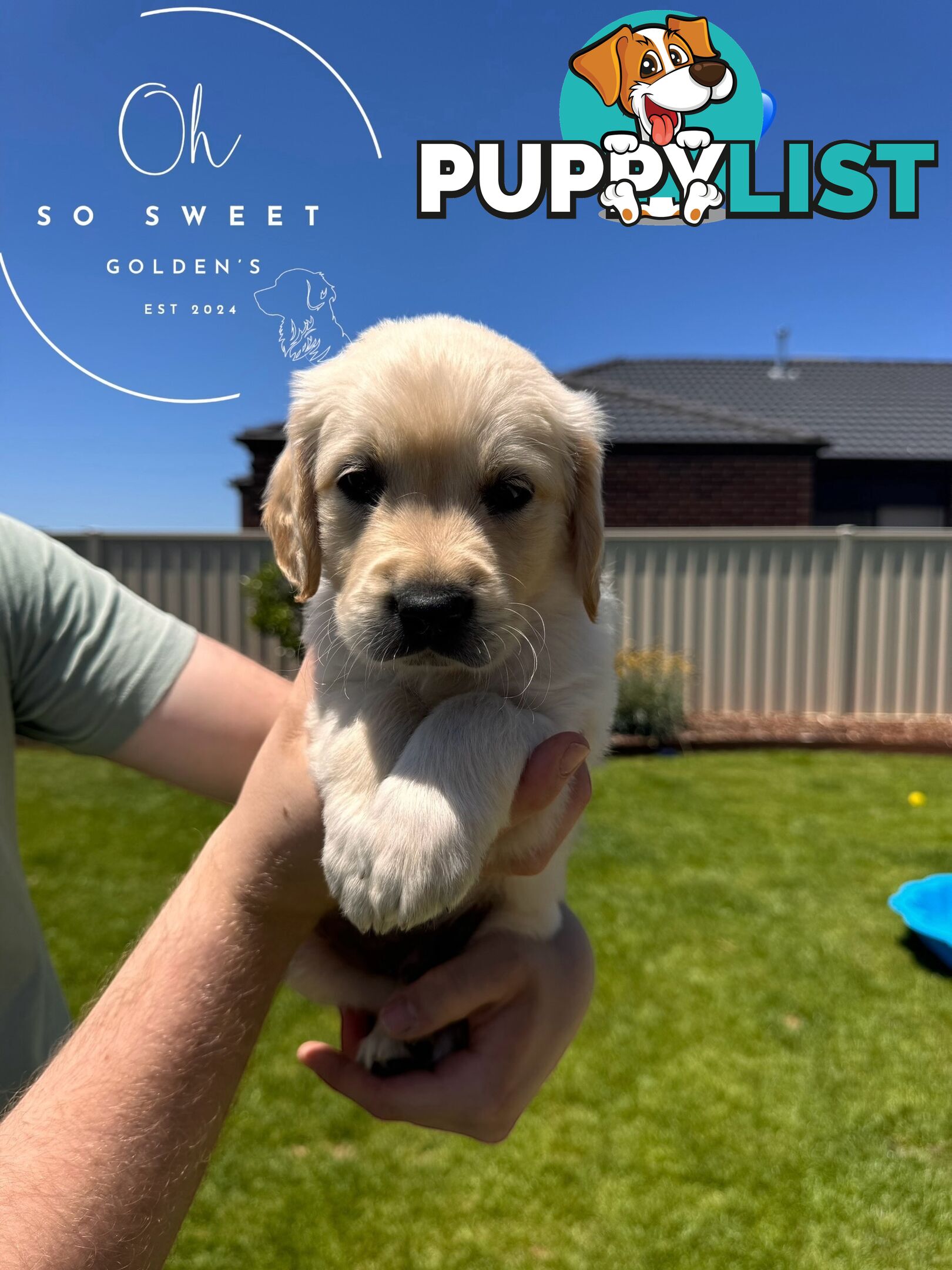 Purebred golden retriever puppies