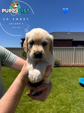 Purebred golden retriever puppies