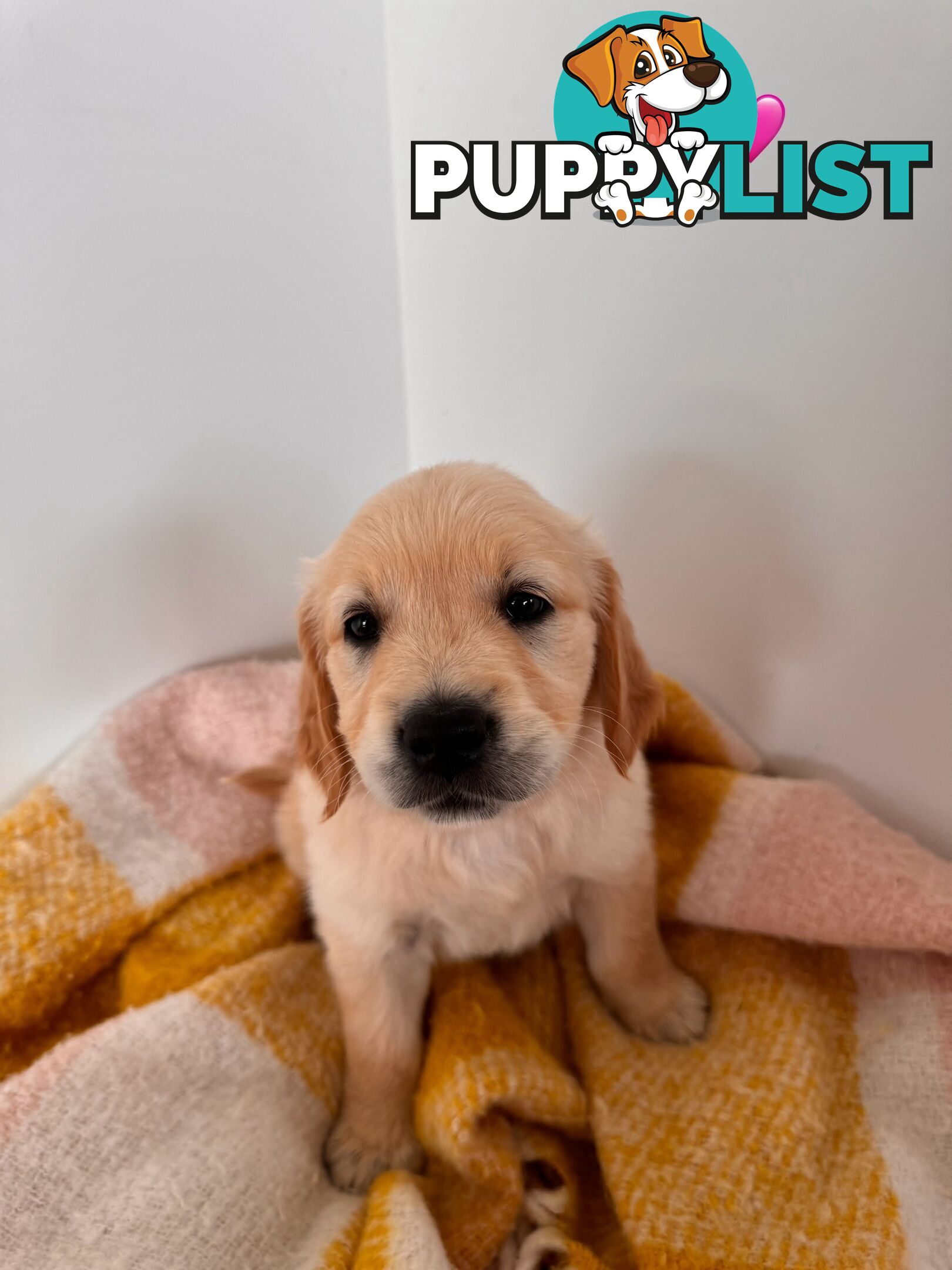 Purebred golden retriever puppies