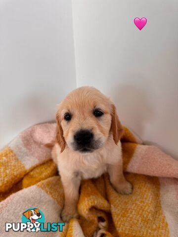 Purebred golden retriever puppies