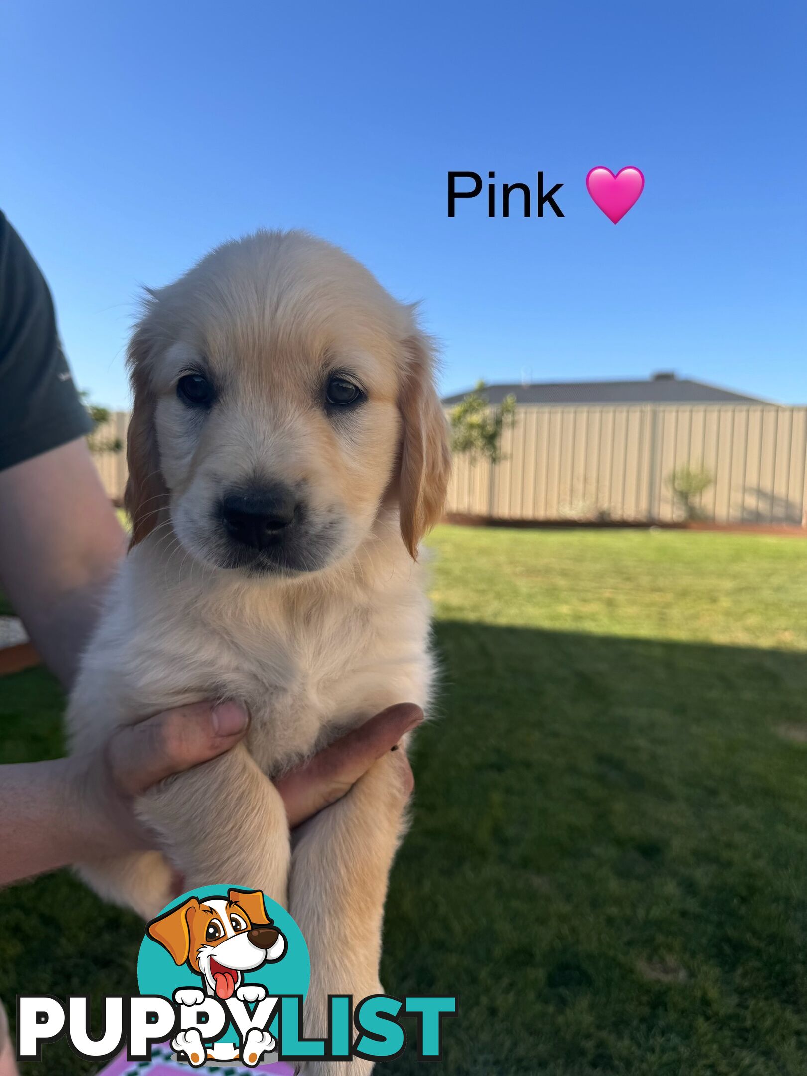 Purebred golden retriever puppies