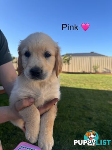 Purebred golden retriever puppies