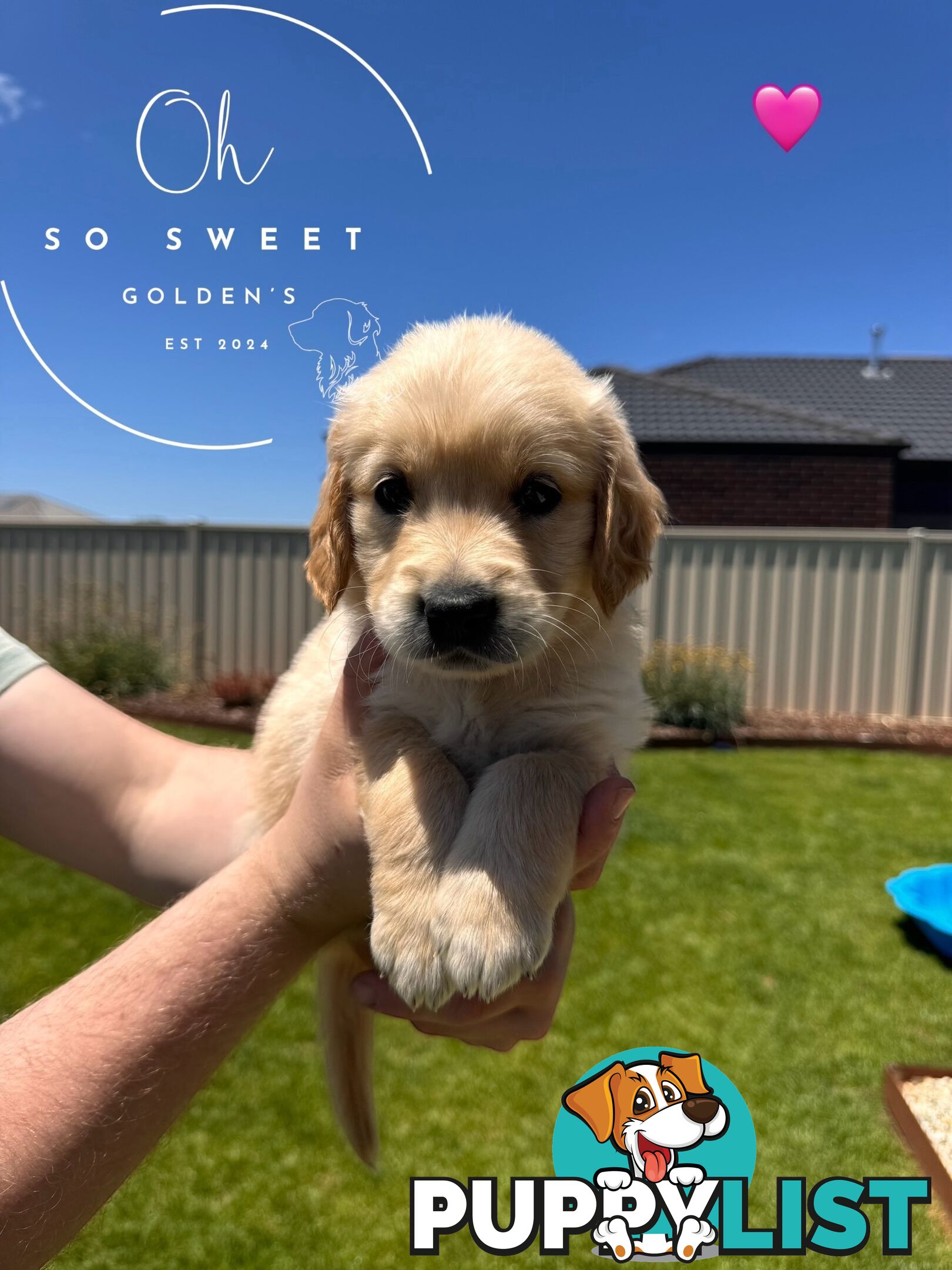 Purebred golden retriever puppies